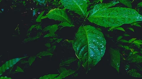 Cinematic Nature #2 Video stock 213226257