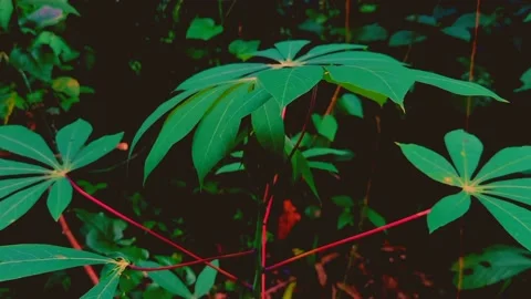 Cinematic Nature #3 Video stock 213233100