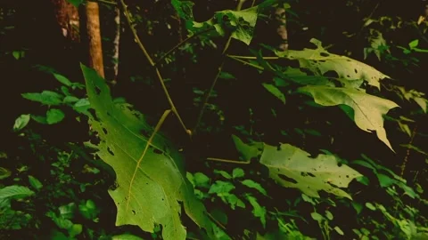 Cinematic Nature #4 Video stock 213236387