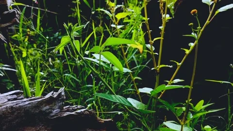 Cinematic Nature #5 Video stock 213239063