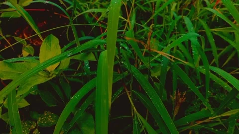 Cinematic Nature #6 Video stock 213240760