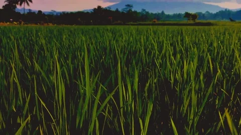 Cinematic Nature #7 Video stock 213439082