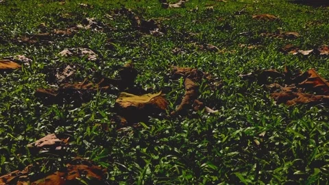 Cinematic Nature #8 Video stock 213751190