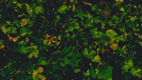 Cinematic Nature #9 Video stock 213752519