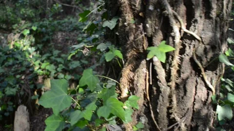 Cinematic nature b-roll footage scene Video stock 238486853