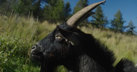 Cinematic Nature Documentary Close Up Profile of Horned Goat Mountain Trees Vídeo Stock 285177324
