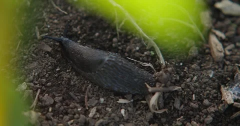 Cinematic Nature Documentary Macro Close Up of Black Slug Leaf Vídeo Stock 285177256
