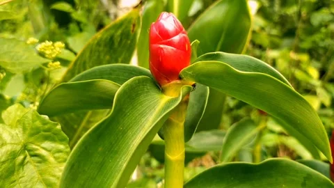 Cinematic nature Stock Footage 210392616