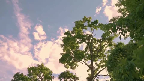 Cinematic nature Stock Footage 243898862