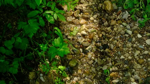 Cinematic nature  forest stream flowing gently through lush woodland environment Stock Footage 333894491