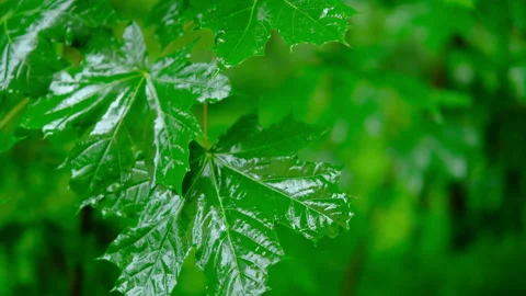 Cinematic, nature green maple leaf in forest at summer. Rain Stock Footage 280009904