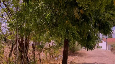 Cinematic Nature Landscape Stock Footage 318853034
