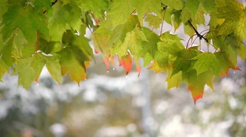 Cinematic nature view with close up of maple leaves and melted snow 스톡 동영상 55818292