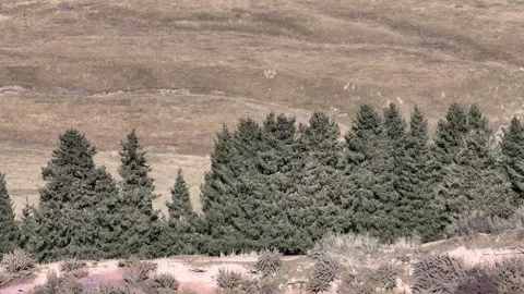 Cinematic Orbit Drone Shot of a Forest and Mountain Landscape Stock Footage 340110653