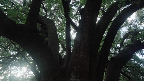 Cinematic Orbit Shot of Ancient Tree Trunk - Rotating View with Sun Flare Stock Footage 326695273