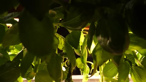 Cinematic Pan of Herbs Video stock 208809126