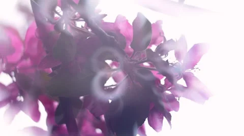 Cinematic pan view of blooming red apple tree with blur effect in a milk gauze. Vídeo Stock 52898405