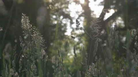 Cinematic Panning Macro of Wild Grass in Golden Morning Light - 4K Flare Shot Vídeos de archivo 335253877