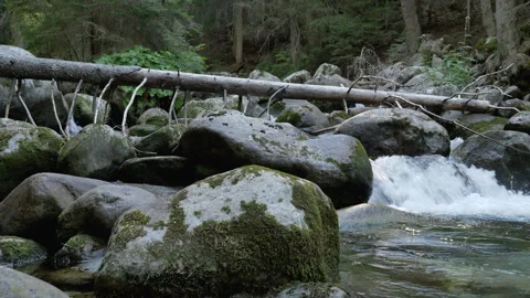 Cinematic Panning of Pristine Alpine Brook in Shaded Woodland Stock Footage 345670384