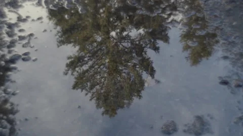 Cinematic Panning Shot of Tree Reflection Stock Footage 236119764