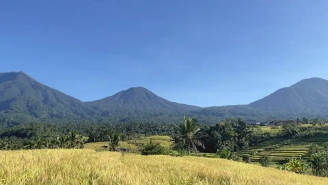 Cinematic Panning View of Mountain Range and Rice Terraces in Bali Stock Footage 336696419