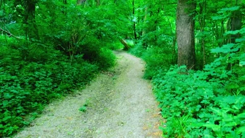 Cinematic Pathway Unfolding 動画素材 248597185