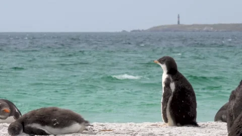 Cinematic Penguin Beach Lighthouse in Background Stock Footage 277915141