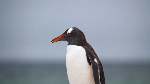 Cinematic Penguin Close Up Slow Motion Beautiful Shallow Focus Turquoise Stock Footage 277915328