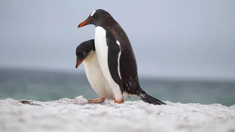 Cinematic Penguin Mother and Child on Beach Slow Motion Hungry Looks Stock Footage 277915341
