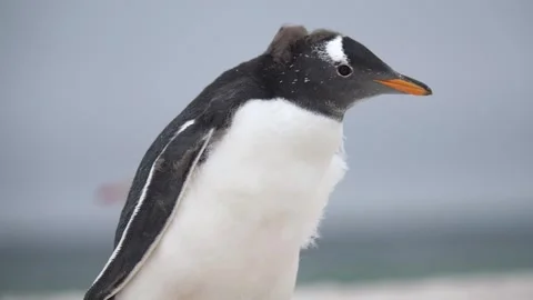 Cinematic Penguin Walking Close Up Slow Motion Molting Feathers Blowing Stock Footage 277915337
