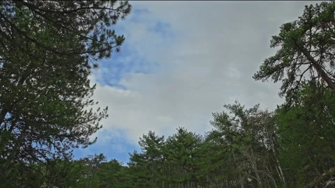 Cinematic Pine Forest Canopy With Clouds – 4K ProRes Time-Lapse Video Stock Footage 321837496