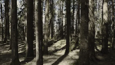 Cinematic Pine Forest in Early Spring – Strong Wind Moves Branches Across Stock Footage 333484877