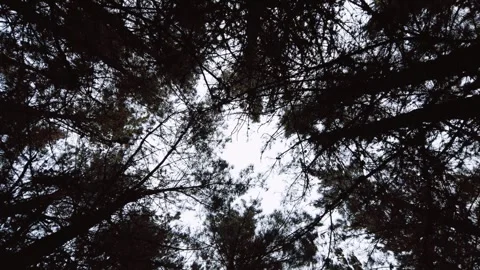 Cinematic pine plantation Stockbeeldmateriaal 254592130