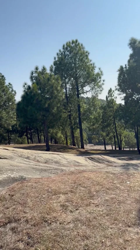 Cinematic Pine Tree Landscape and Dense Coniferous Forest Scenery Stock Footage 330136134