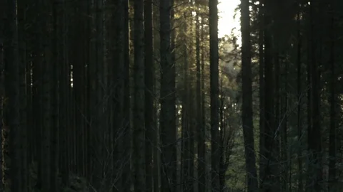Cinematic Pine Woods with Tree Stump County Tyrone Northern Ireland Stock Footage 72948939
