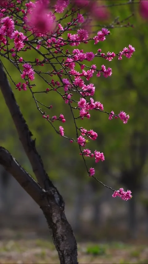 Cinematic Pink Cherry Blossoms on Tree Branch in Spring Sunlight Vidéo 330108623