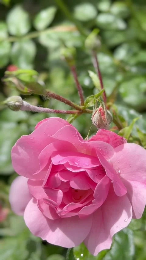 Cinematic pink rose close up Видео 335460533