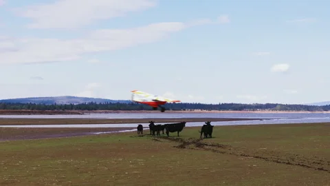 Cinematic Plane Passing Cows Drone Video stock 251824452