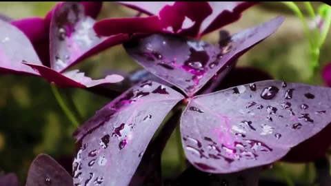 Cinematic plant Stock Footage 244028524