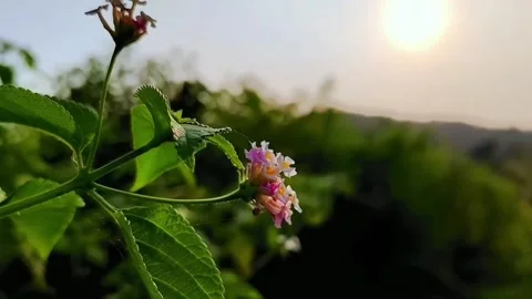 Cinematic plant Stock Footage 275139636
