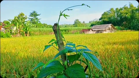 Cinematic plants Stock Footage 275488287