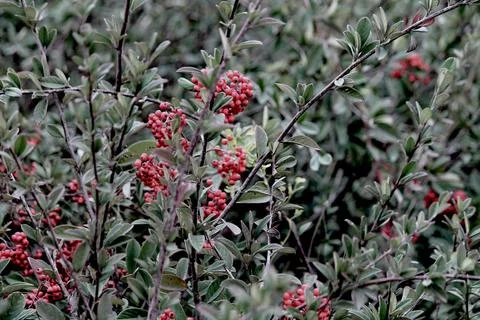 Cinematic  plants Stock Photos