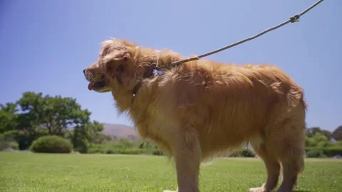 A cinematic portrait of a Labrador Stock Footage 345286643