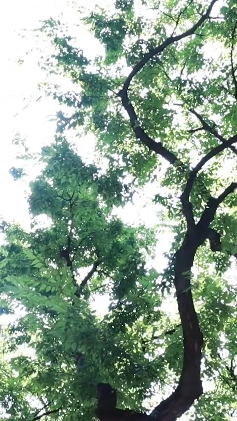 Cinematic POV Moving Under Tree Canopy With Beautiful Sun Flare Stock-Footage 331136428