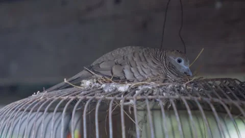 Cinematic Profile Shot: Nesting Zebra Dove and Rustic Texture Video stock 335615769