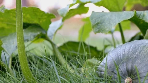 Cinematic pumpkin patch Stock Footage 117079032