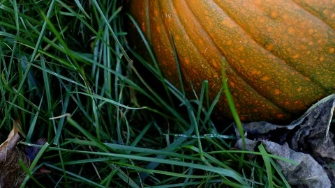 Cinematic Pumpkin Patch Stock Footage 118398053