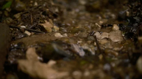 Cinematic pure flow forest spring stream emerging naturally earth 库存影片 329547804