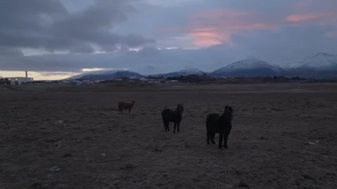 Cinematic push-in shot approaching wild Icelandic horses in a field at dusk Vídeo Stock 332657171