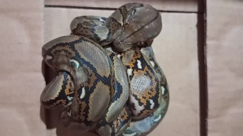 Cinematic python breathes coiledly Stock Footage 225212072